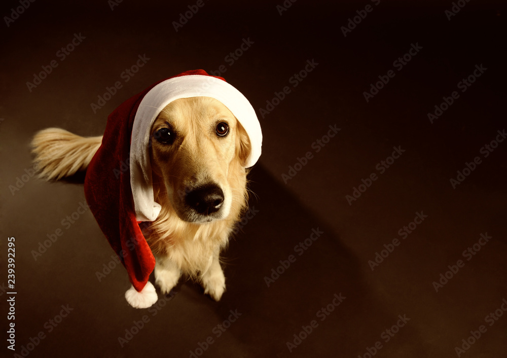 Φωτογραφία golden retriever hund mit weihanchtlicher wiehnachtsmannmütze weihnachtsmütze mü