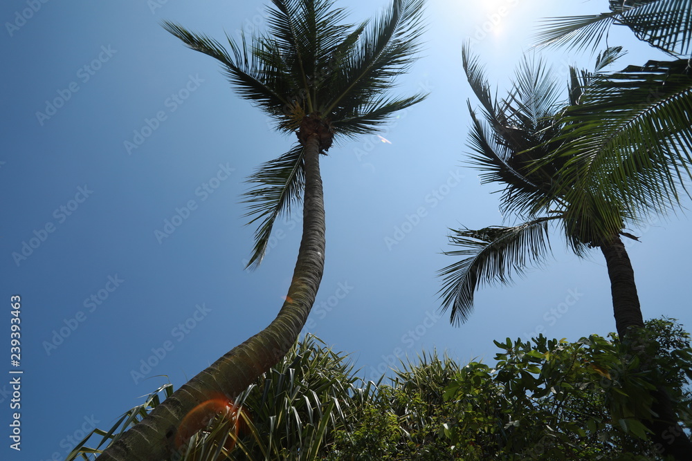Naklejka Palms on the beach