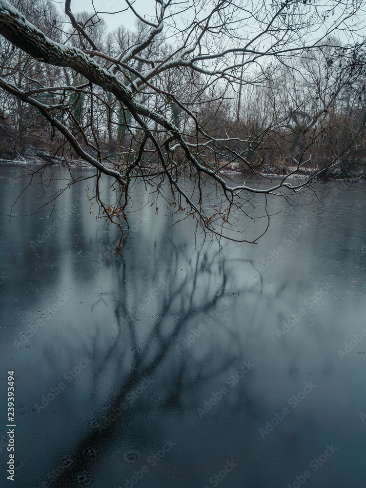 Baum im Winter an einem gefrorenen See Baum im Winter an einem gefrorenen See