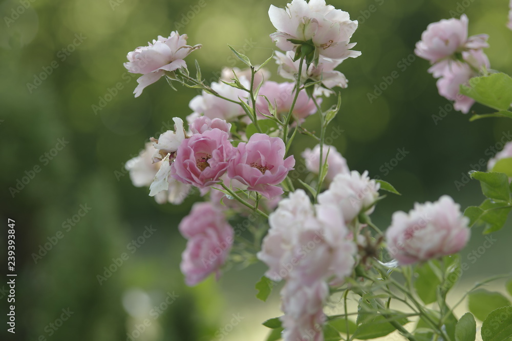 Rosa Rosen als Blumen des Sommers Rosa Rosen als Blumen des Sommers