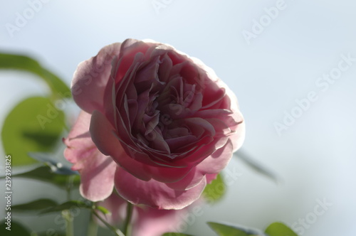 Alt rosa Rosenblüten vor blauem Himmel photo