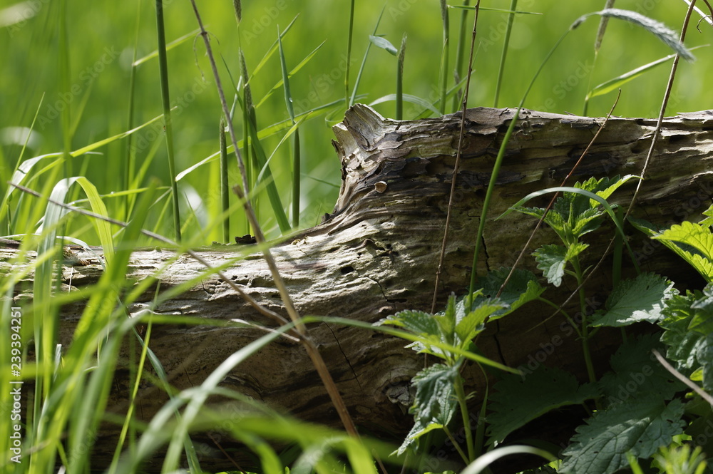 Obraz premium Weiden Baum abgebrochener Ast im Gras