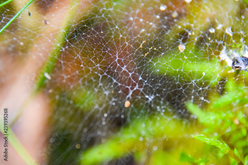 macro cobweb water drops dew abstract natural background pattern 