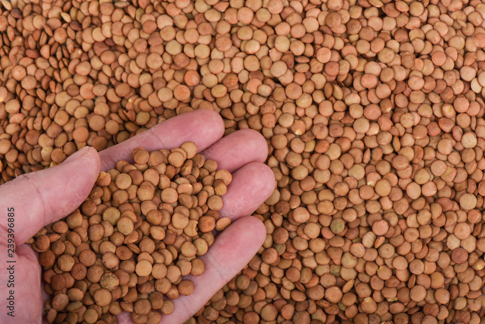 A handful of green Canadian large lentils. Lentil background, te