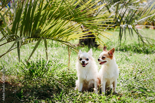 two Chihuahua dog long-haired and short-haired smiles and hiding from sun under palm tree on green grass on hot summer day © slayer87
