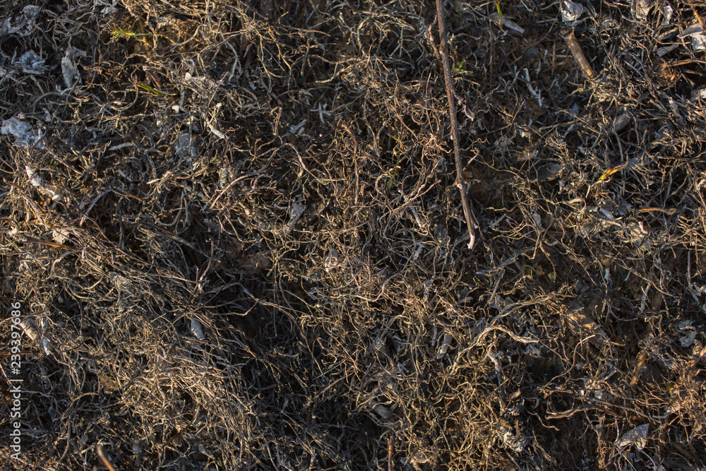 The surface of the earth covered with ash. Charred grass. Field with burned vegetation. The fire destroyed the meadow's flora. The surface of the earth covered with ash. Charred grass. Field with burned vegetation. The fire destroyed the meadow's flora.