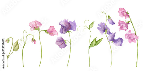 Sweet pea blossoms on a white background. Isolated sweet pea blossoms set. Floral pattern elements and blossoms. Tender cute flowers.