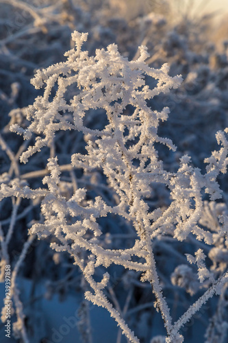 Dry plants covered with hoarfrost shining in the sun. Winter background © Olga Lipatova