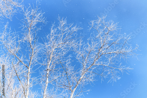 Birch trees covered by snow against blue sky