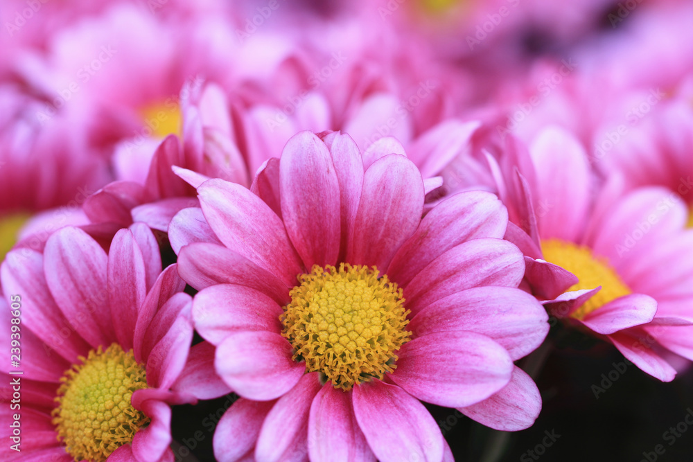Chrysanthemum flowers close-up,beautiful pink with yellow flowers blooming in the garden 