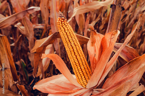 Ear of corn ready for harvest