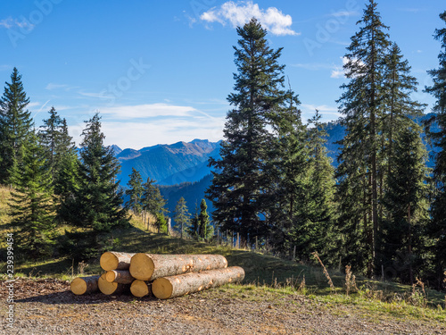 Commercial timberland with stack of logs in Austria in autumn on a sunny day