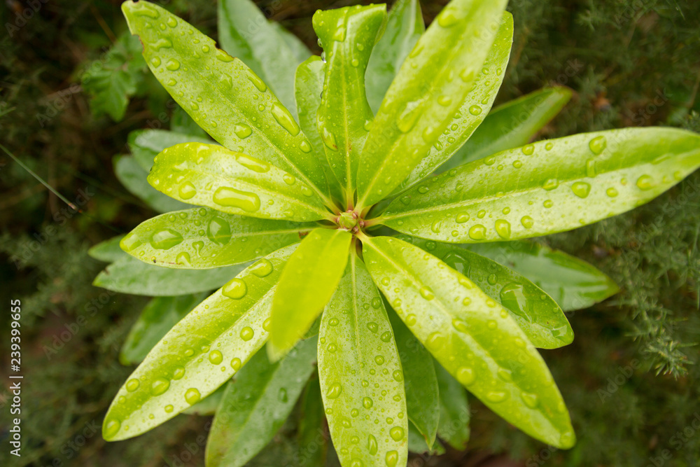 Wet Leaves Wet Leaves