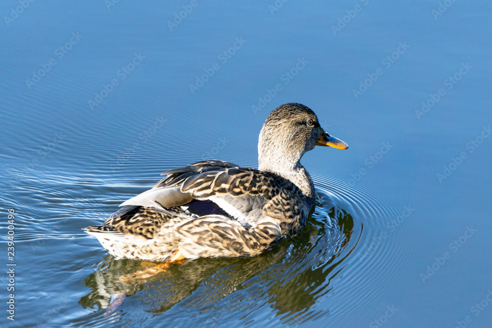A wild duck swims in the water, leaving behind a trail of nature A wild duck swims in the water, leaving behind a trail of nature