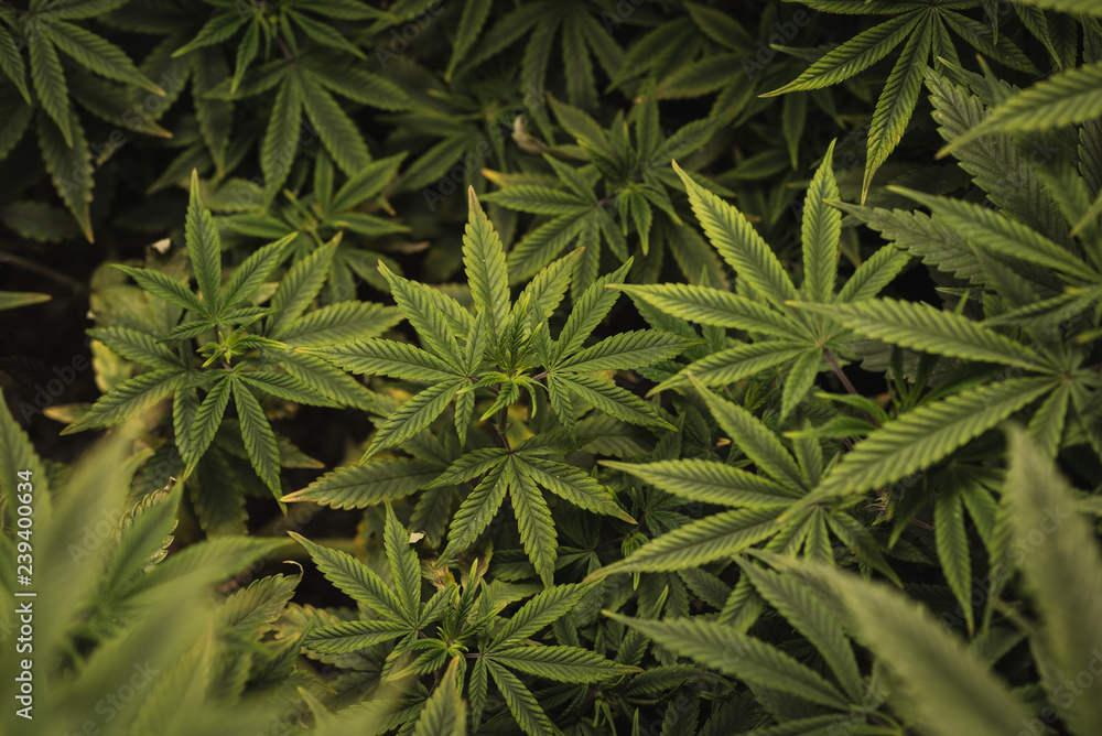 An up close view of a young indoor flowering legal medical marijuana cannabis bud. Here you can see the strong developement of young pistils inside of this cannabis grow facility. An up close view of a young indoor flowering legal medical marijuana cannabis bud. Here you can see the strong developement of young pistils inside of this cannabis grow facility.