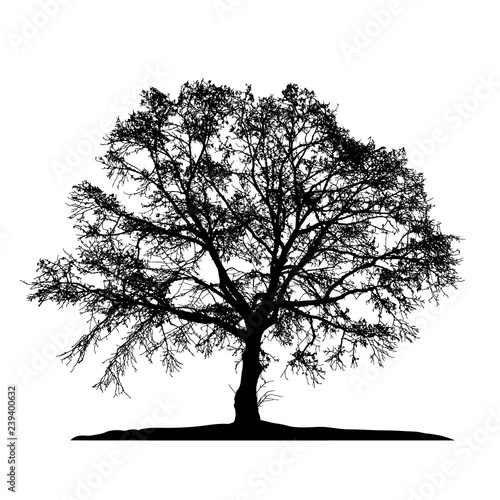 Realistic tree silhouette (Vector illustration).