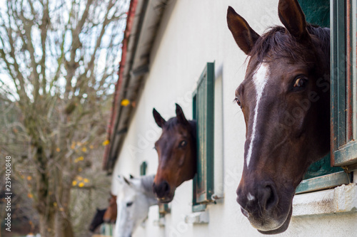 Horses in the stables © Tminaz