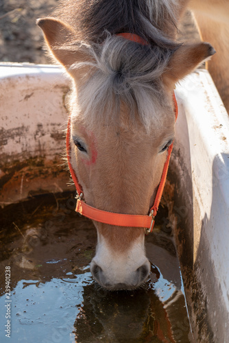 Junges Pferd mit rotem Halfter beim Trinken photo