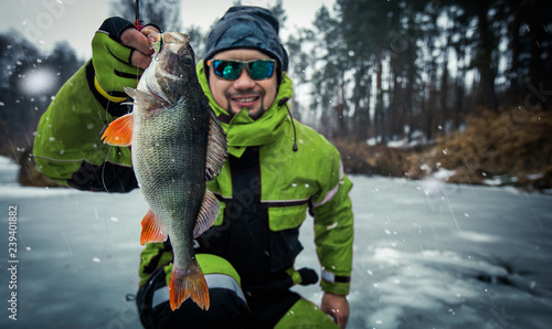 Trophy perch. Ice fishing background.