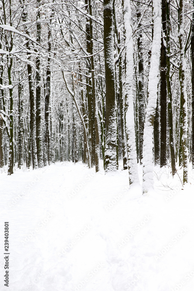 Fototapeta premium beautiful winter forest and the road