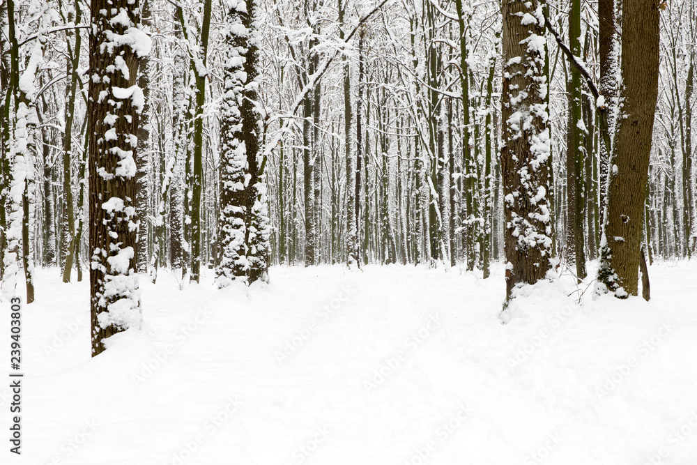 beautiful winter forest  and the road