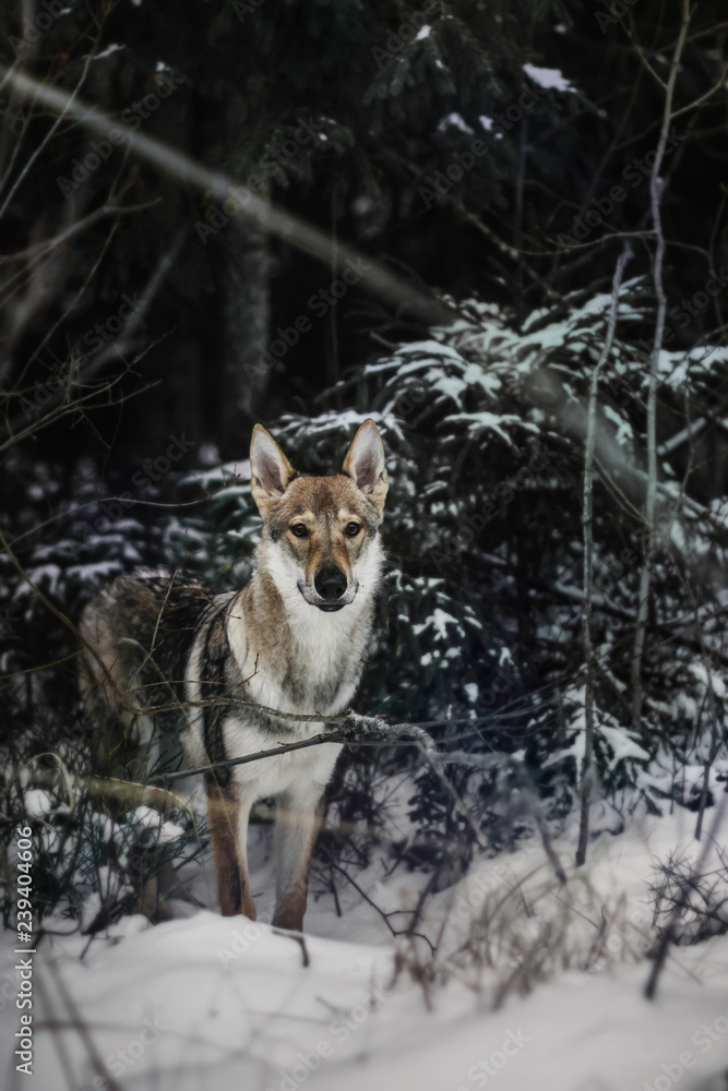 Obraz premium the young wolf