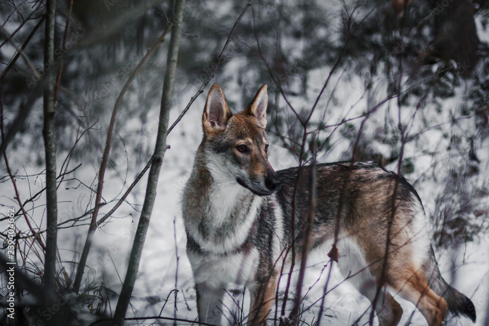 Fototapeta premium the young wolf
