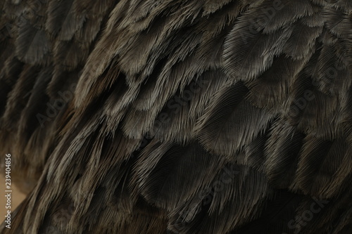 Feathers of ostrich. 