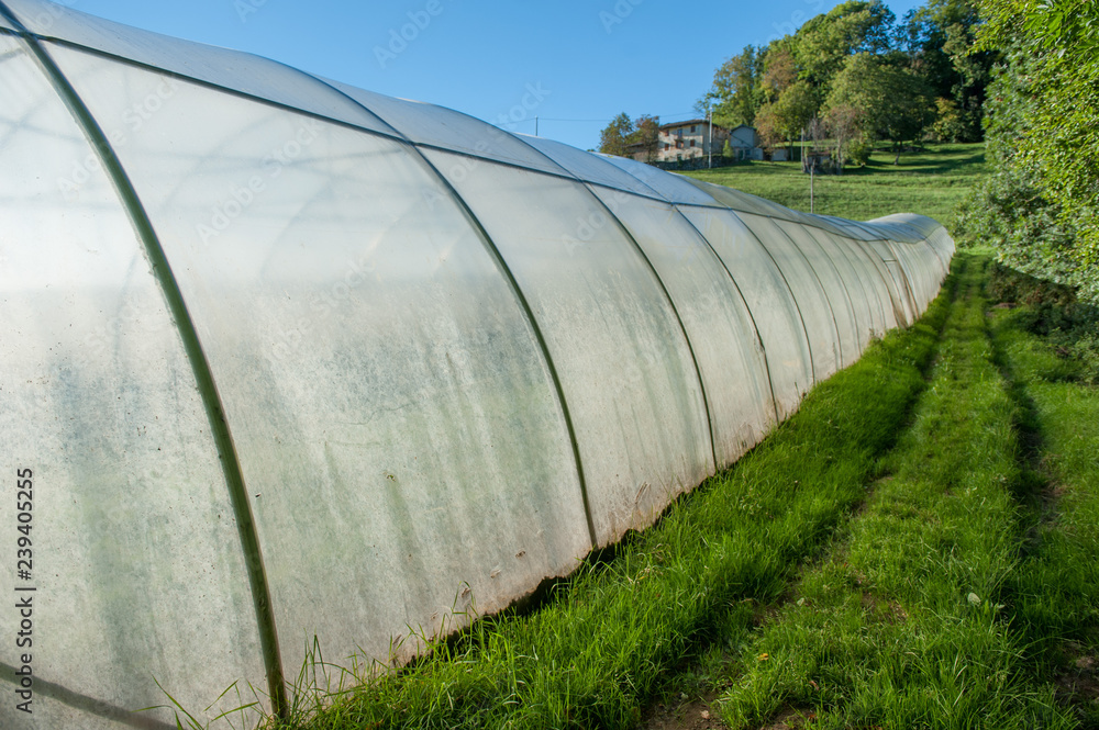 greenhouse greenhouse