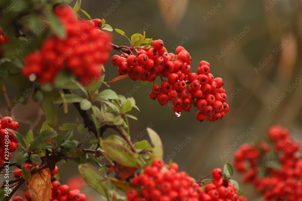 Close Up View of Rowan Tree Close Up View of Rowan Tree