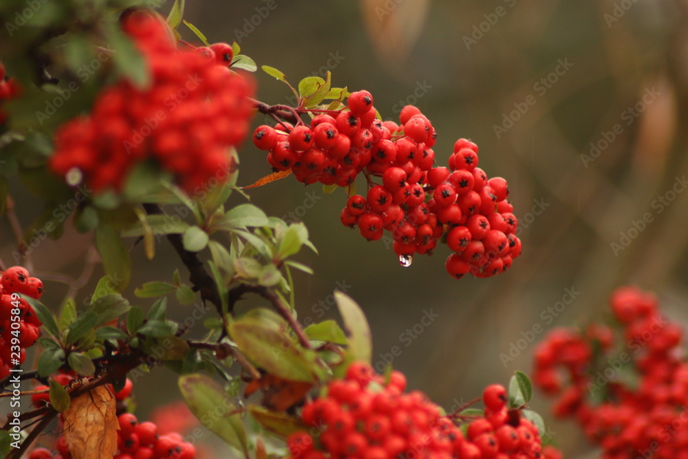 Close Up View of Rowan Tree