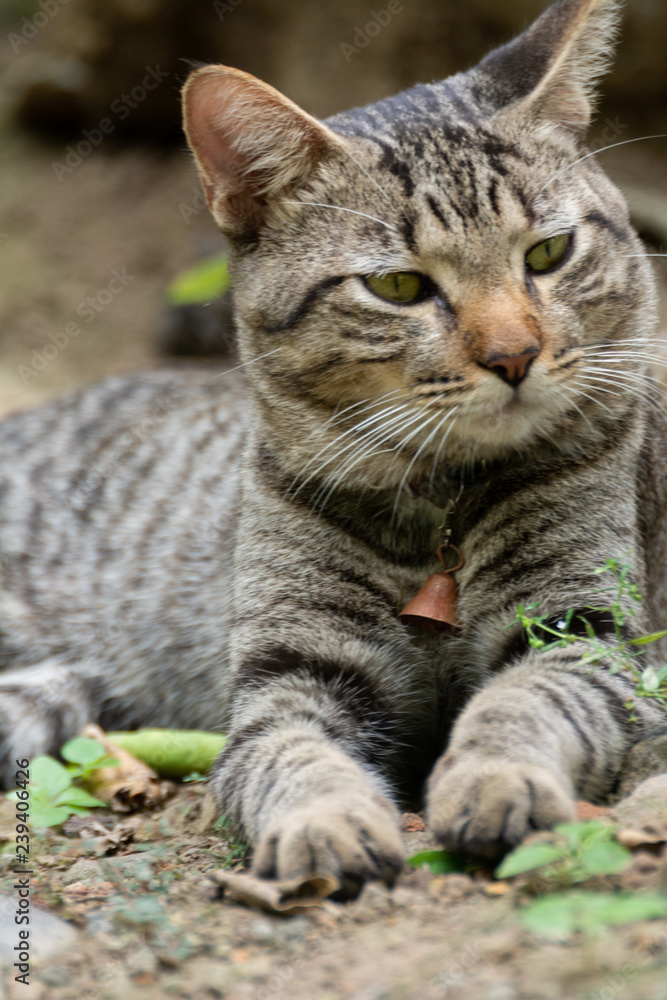 gato gato