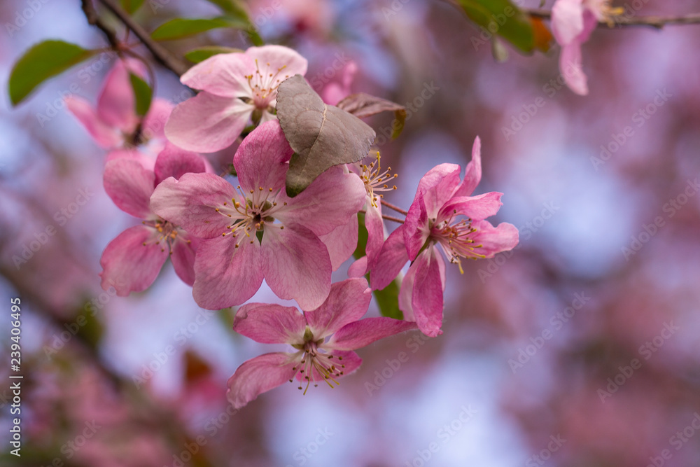 Obraz premium Spring