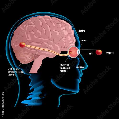 Vision process illustration. Human anatomy. Human organs vector illustration