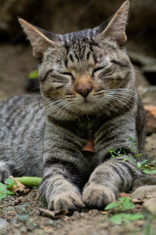 Obraz premium gato