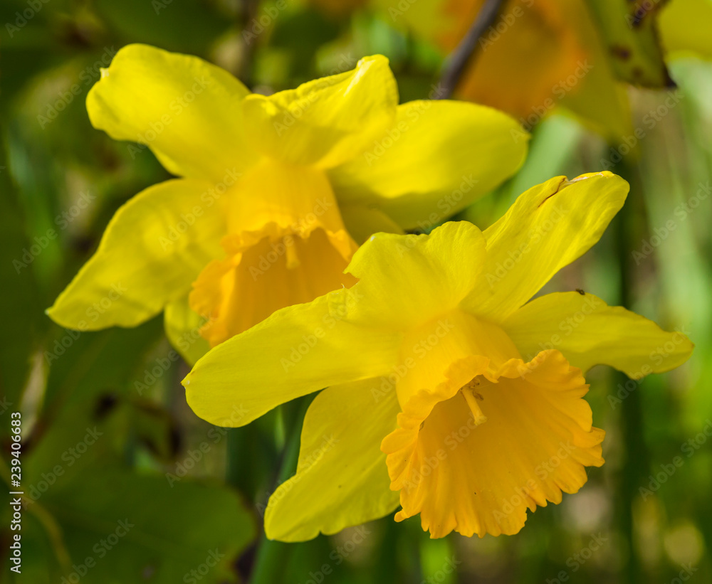 Spring blooming yellow flower narcissus in closeup Spring blooming yellow flower narcissus in closeup