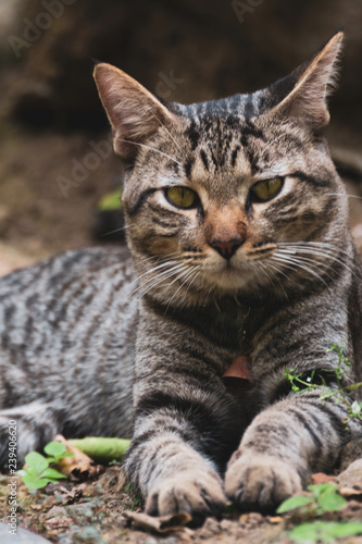 Wallpaper Mural gato Torontodigital.ca