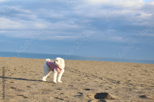 a white dog in the beach © Arisa