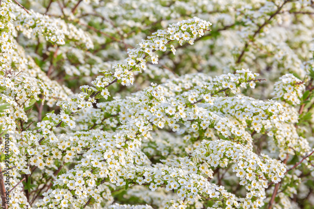 Beautiful Spiraea (Meadowsweet) Shrub with White Flowers medical plant, aromatic plant, background