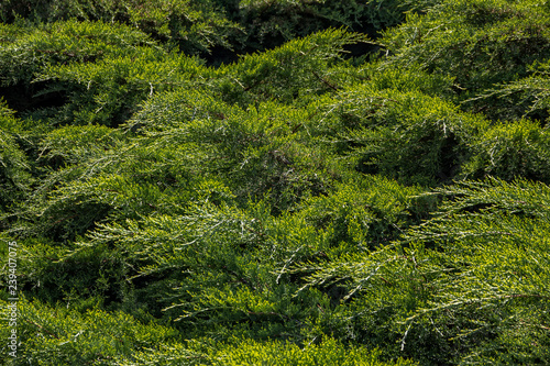 Fresh Bright Beautiful evergreen Thuja Bush brunches Closeup background