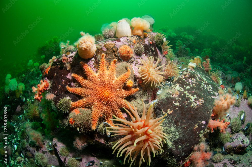 Colorful Spiny Sun Star underwater in the St. Lawrence River in Canad