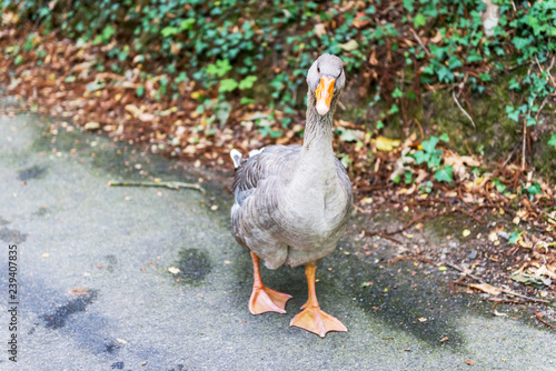 Gus is walking along the path. 