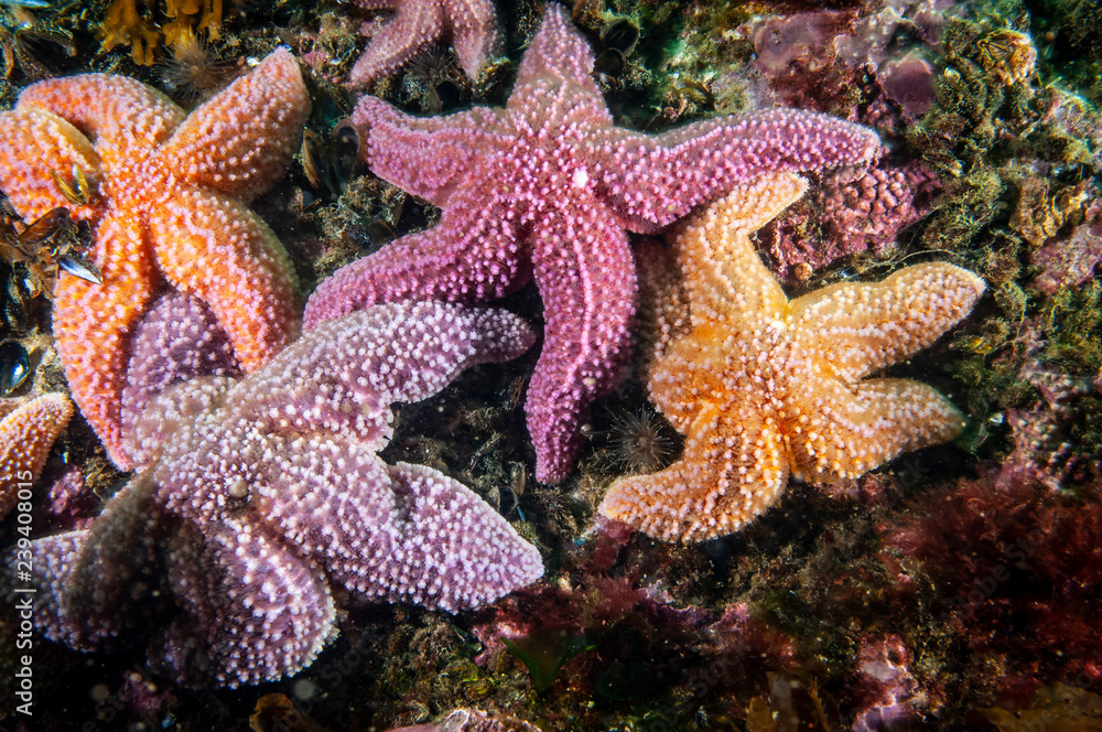 Common starfish underwater in the Gulf of St. Lawrence. Common starfish underwater in the Gulf of St. Lawrence.