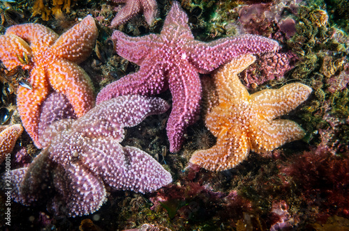 Common starfish underwater in the Gulf of St. Lawrence.