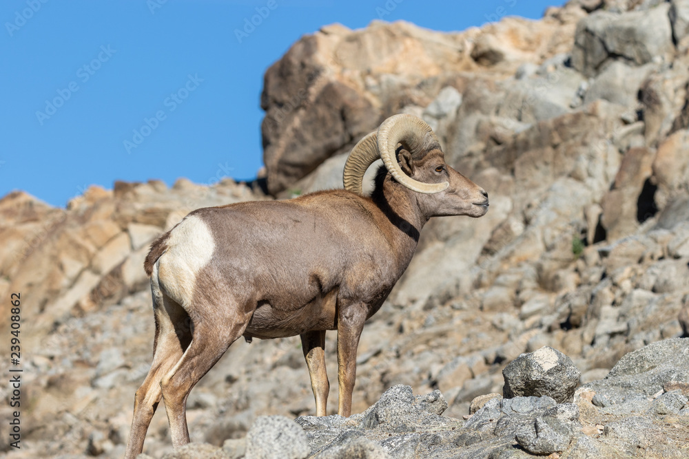 Obraz premium Desert Bighorn Sheep Ram