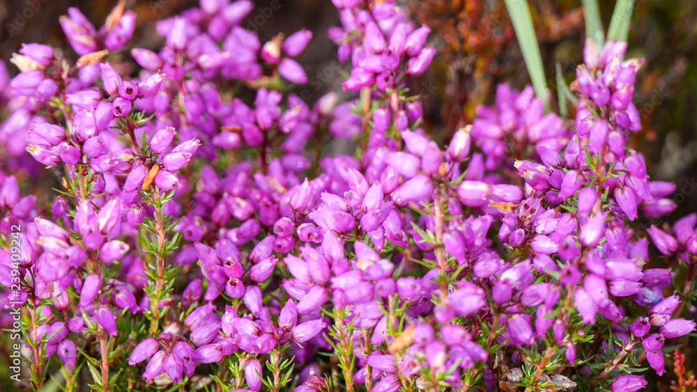 Scottish bell heather Scottish bell heather