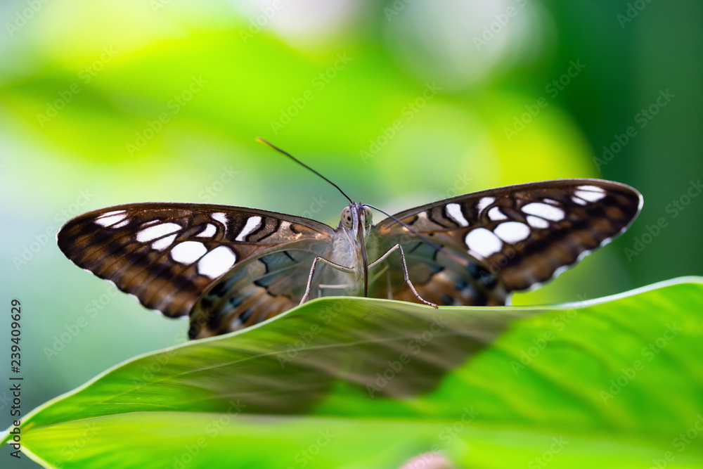 Beautiful macro picture of a brown and white butterfly sitting on a green leaf. Beautiful macro picture of a brown and white butterfly sitting on a green leaf.