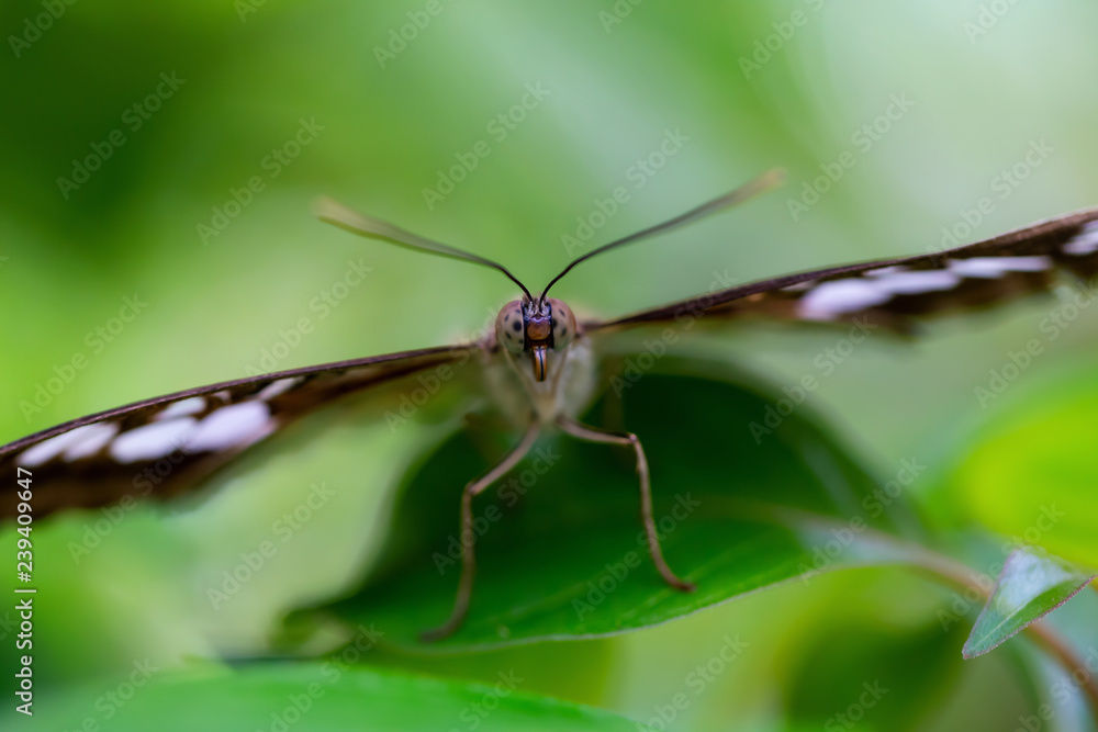 Beautiful macro picture of a brown and white butterfly sitting on a green leaf. Beautiful macro picture of a brown and white butterfly sitting on a green leaf.
