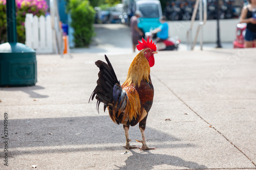 Fotografija Big Rooster crowing in the streets of Key West, Florida, United States