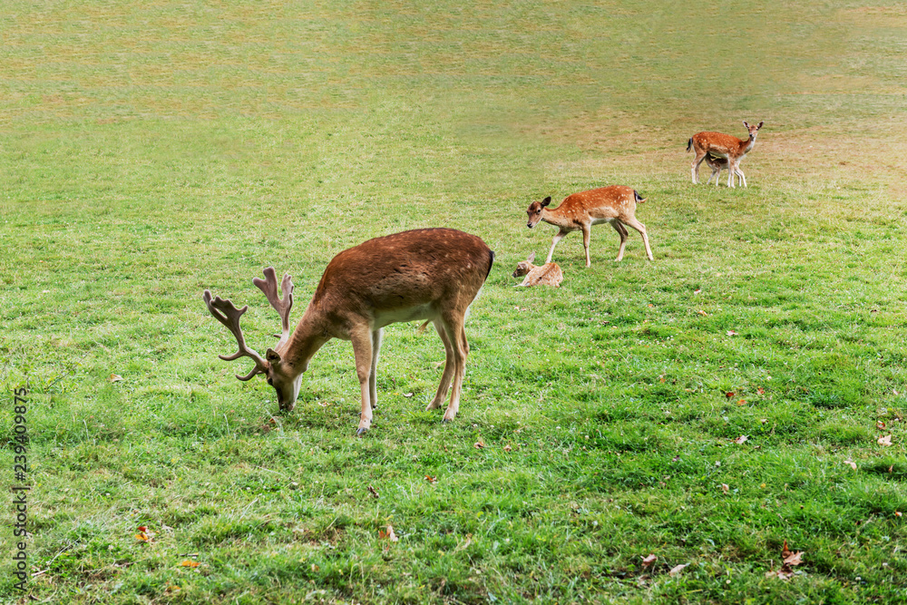 Fallow deer family graze in the meadow
Fallow deer family graze in the meadow